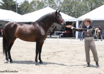 AQUILES MAYNOU, DE HACIENDA SANTA CRUZ, TERCER PUESTO A LA MANO EN SEMENTALES DE 4 A. PRESENTA MARIO PALOMINO